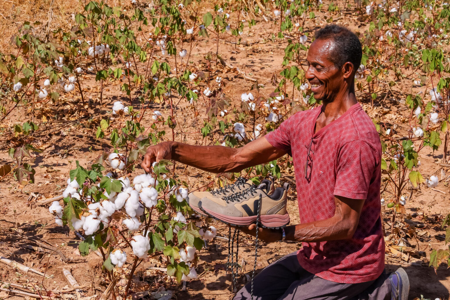 Algodão orgânico produzido por agricultores familiares do Piauí se destaca como matéria prima de marca de tênis francesa