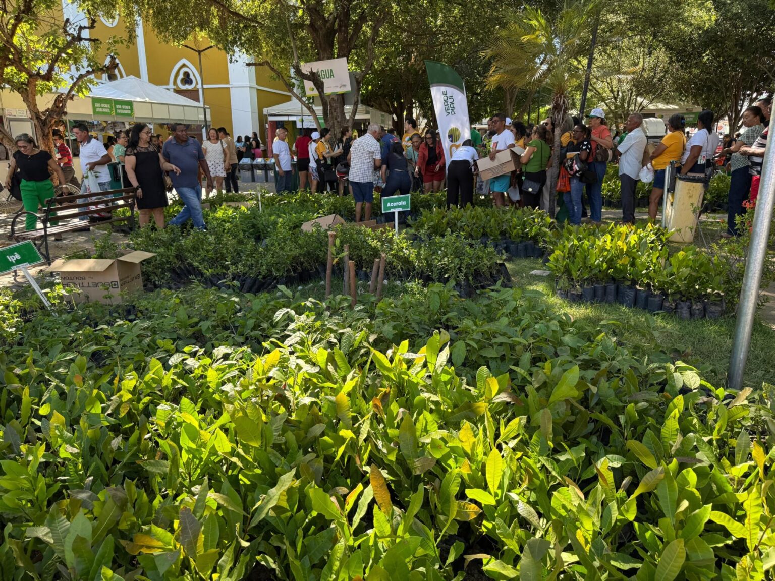 Piauí: onde cada árvore plantada aponta para o futuro