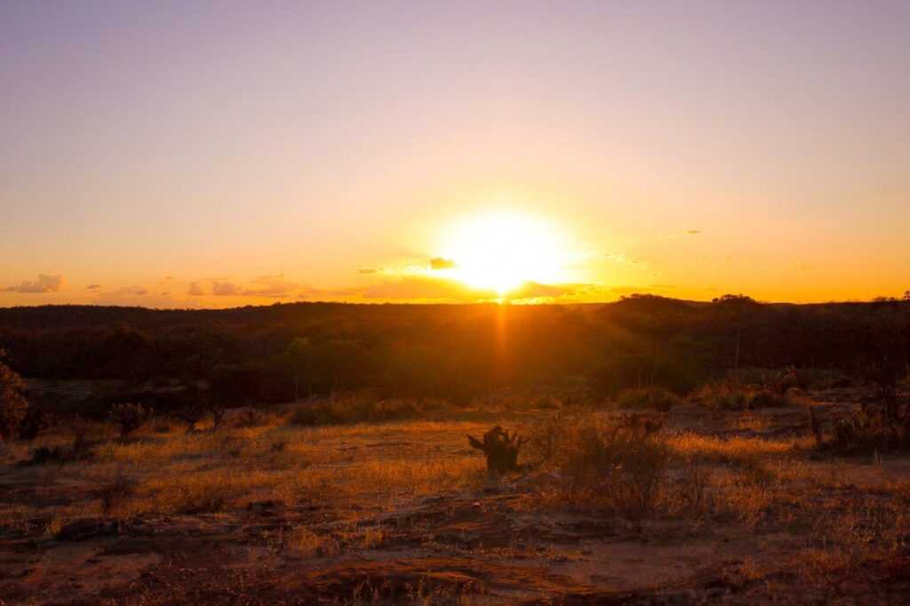No Dia do Cerrado, Piauí mostra que dá para crescer sem destruir