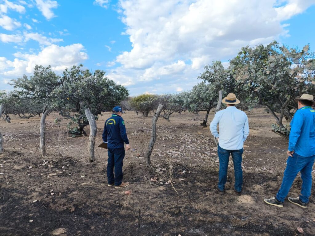 Sada e Adapi realizam levantamento fitossanitário na região de Picos