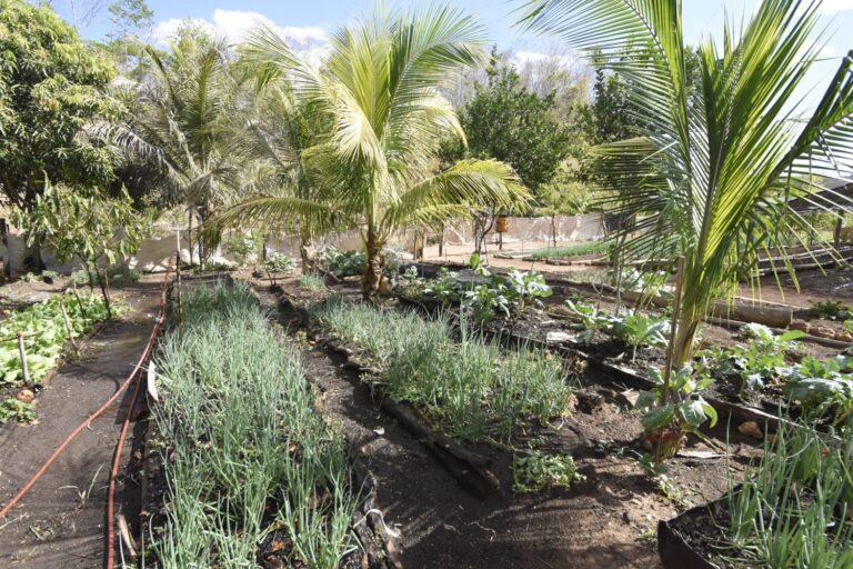 Piauí aposta em infraestrutura hídrica, tecnologia e na agricultura familiar para reduzir importação de frutas