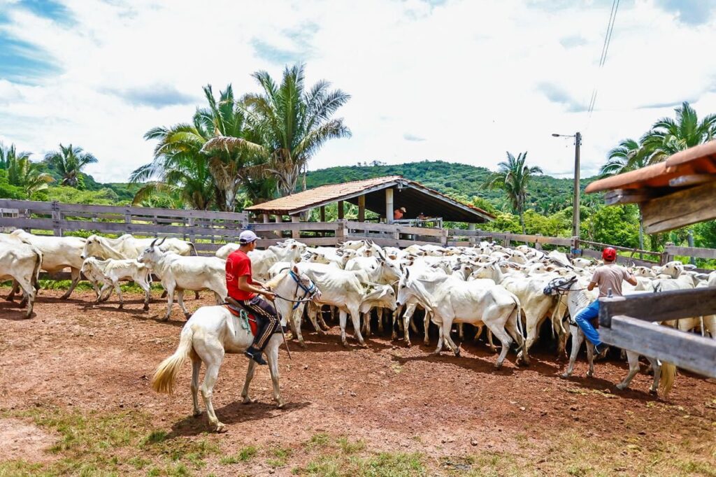 Produtores rurais do Piauí podem se inscrever em programa de melhoramento genético de rebanhos