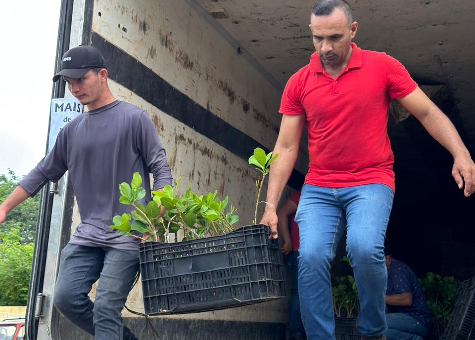 Governo inicia distribuição de 400 mil mudas de caju para recuperar áreas no Piauí