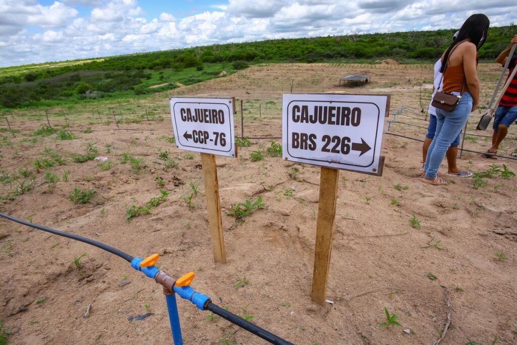SAF entrega viveiro com capacidade para produzir 50 mil mudas de caju no município de Pio IX